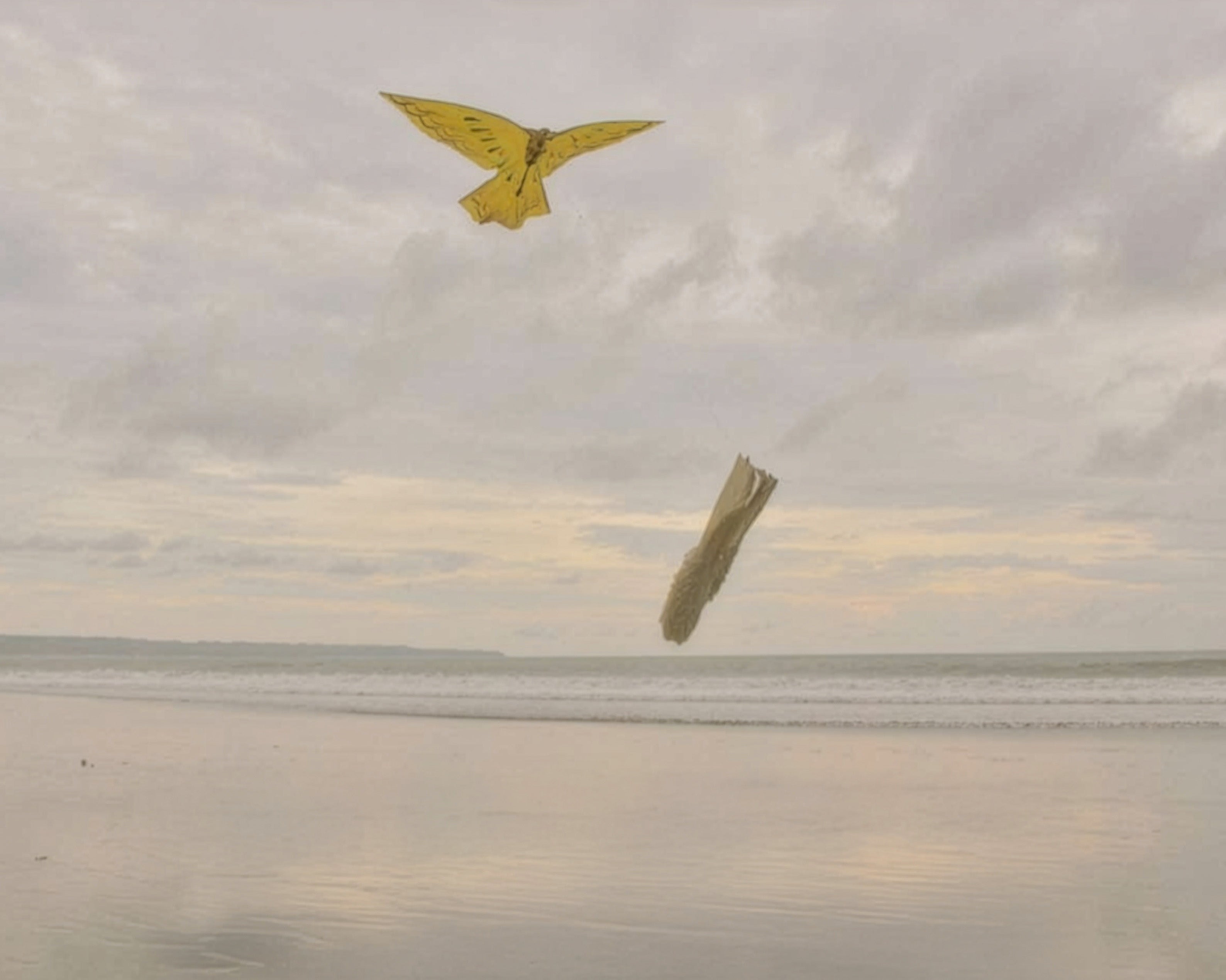Landscape image of beach with a butterfly. 