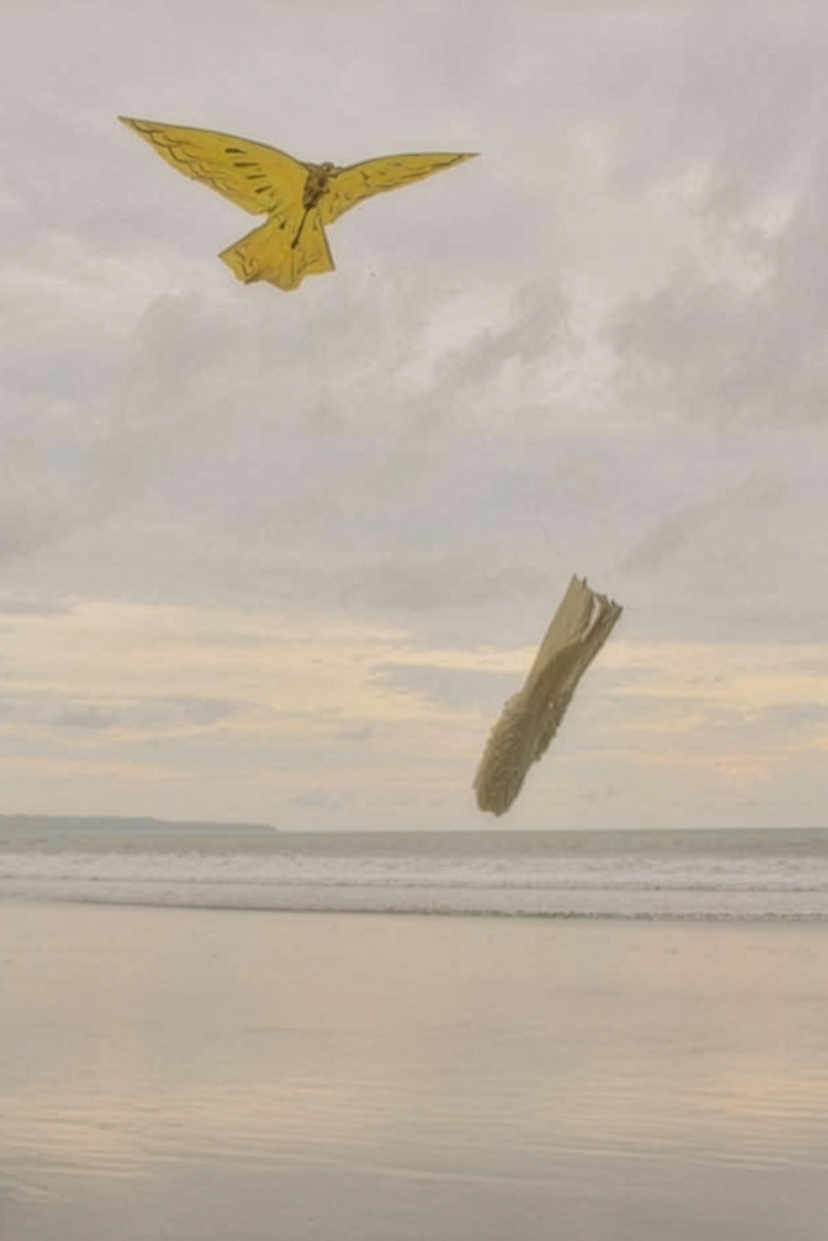 Image of beach in the background and a butterfly. 